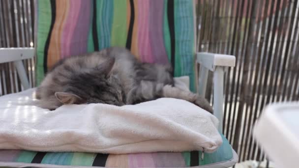 Gray Domestic Cat Sits Soft Pillow Chair Balcony Terrace Washes — ストック動画