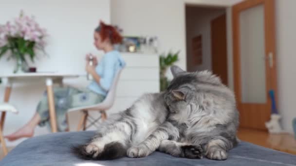 Gris Esponjoso Gato Doméstico Sentado Sofá Suave Lava Mismo Lame — Vídeos de Stock