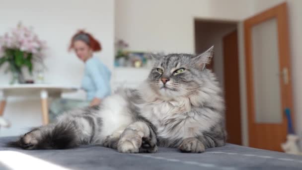 Szary Puszysty Kot Domowy Siedzi Miękkiej Sofie Myje Się Liże — Wideo stockowe