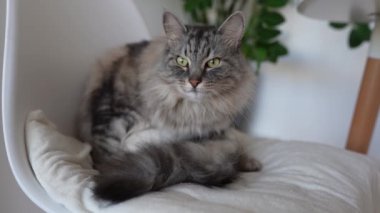 Gri tüylü evcil kedi sandalye yastığına oturur, kendini yıkar, kürkünü yalar, diliyle kendini yıkar, arka planda saksıda, oturma odasında ev bitkileri vardır.