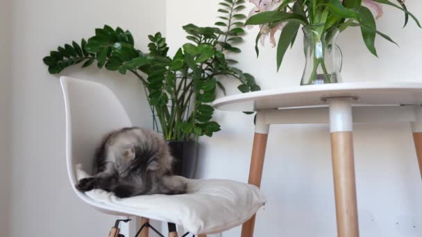 Γκρι Χνουδωτή Γάτα Κάθεται Μαξιλάρι Καρέκλα Πλένεται Γλείφει Γούνα Του — Αρχείο Βίντεο