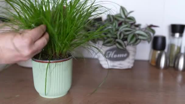 Besproeiing Bladeren Huisplant Bloempot Home Plantenverzorging Herbeplanting Ziekten Hobby Tuinieren — Stockvideo