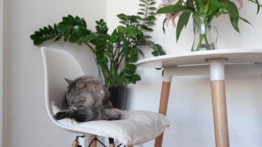Gri tüylü evcil kedi sandalye yastığına oturur, kendini yıkar, kürkünü yalar, diliyle kendini yıkar, arka planda saksıda, oturma odasında ev bitkileri vardır.