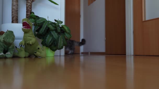 大绒毛家猫在玩耍 躲在花盆后面 跳了出来 室内猎猫游戏 — 图库视频影像