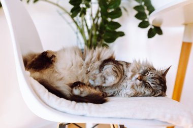 Portre uyuyan tüylü gri safkan kedi yumuşak sandalyede, yakın plan.