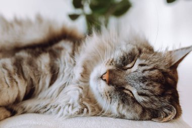 Gri safkan evcil kedi yumuşak sandalye minderinde uyur, küçük beyaz masanın yanında, güneş ışınlarında, iç oturma odasında, yakınlarda çiçek saksısında bitkiler vardır.