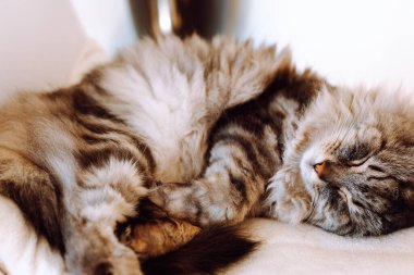 Gri safkan evcil kedi oturma odasındaki yumuşak koltuk minderinde uyur.