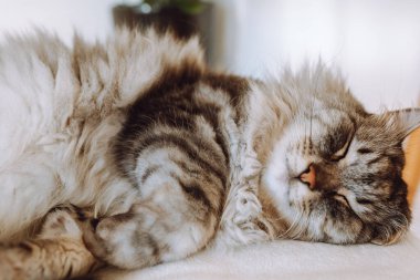 Gri safkan evcil kedi oturma odasındaki yumuşak koltuk minderinde uyur.