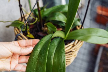 Phalaenopsis orkideleri hasır sepetin içinde çiçek saksısında yağmur altında balkonda, bakım, kabuğa nakil, orkideler için toprak hastalıklı bitkiler için