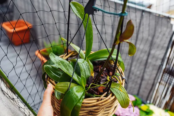Phalaenopsis orkideleri hasır sepetin içinde çiçek saksısında yağmur altında balkonda, bakım, kabuğa nakil, orkideler için toprak hastalıklı bitkiler için