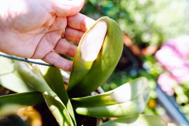 Orkide yapraklarındaki beyaz noktalar, güneş yanığı, doğrudan güneş ışığından.