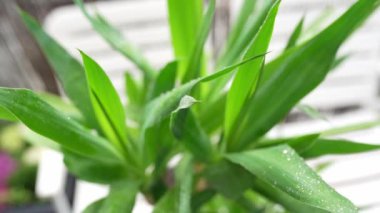 Yukka yapraklarının üzerine düşen yağmur damlaları, tropikal bitki, yavaş çekim