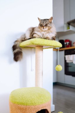 Yetişkin gri Maine Rakunu bir apartmanın içindeki kedi ağacında uyuyor.