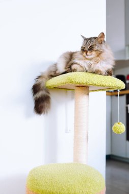 Yetişkin gri Maine Rakunu bir apartmanın içindeki kedi ağacında uyuyor.
