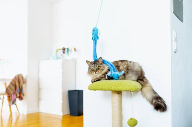 yerli gri tüylü büyük kedi Maine Rakun cins oyuncakla oynuyor kedi ağacında oturuyor, bulanık arka planda ev içi