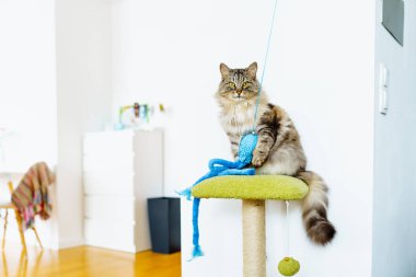 yerli gri tüylü büyük kedi Maine Rakun cins oyuncakla oynuyor kedi ağacında oturuyor, bulanık arka planda ev içi