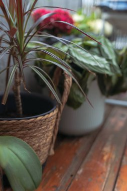 Yeşil balkon, saksılarda tropikal bitkiler, ev balkonunda, serada