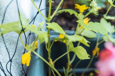 Salatalık tohumları, pedalları ve meyveleri ızgarada. Şebekede, balkonda, bahçede, serada salatalık yetiştiriyorum.