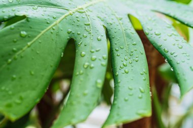 Damlalarda tropikal bitki canavarı bırakır. Yeşil yapraktaki yağmur damlaları