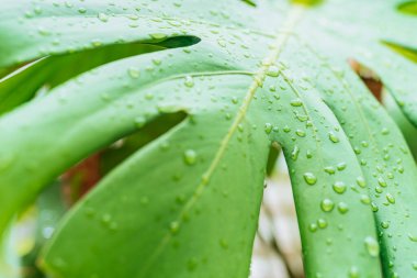 Damlalarda tropikal bitki canavarı bırakır. Yeşil yapraktaki yağmur damlaları