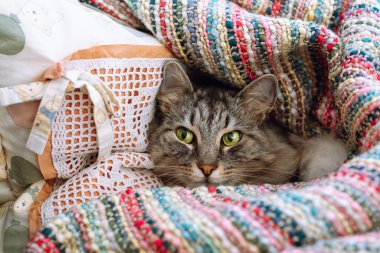 Şirin gri tekir kedi sıcak battaniyeye sarılı olarak yastığa uzanıyor. Hayvan bakımı, hastalıklar, hayvan bakımı.