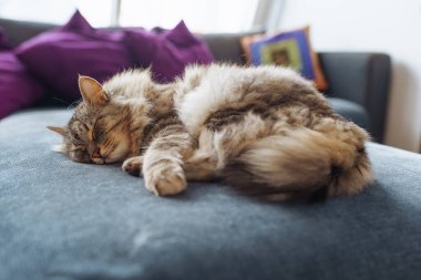 Kanepede uyuyan ev yapımı tüylü büyük Maine Rakunu kedisi. yakın plan