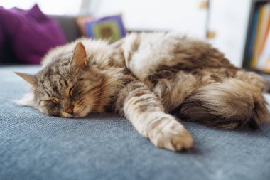 Kanepede uyuyan ev yapımı tüylü büyük Maine Rakunu kedisi. yakın plan