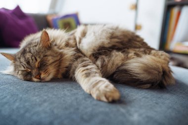 Kanepede uyuyan ev yapımı tüylü büyük Maine Rakunu kedisi. yakın plan