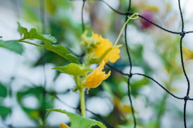 Salatalık tarlaları şebeke boyunca pedallar ve meyvelerle örülür. Ağın desteğiyle salatalık yetiştir, balkonda, bahçe işlerinde.
