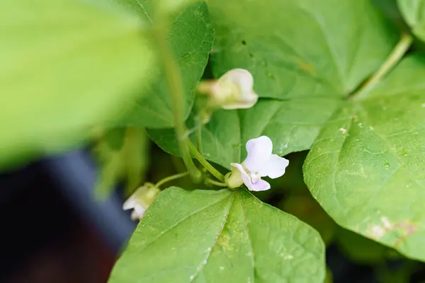 stock image flowers legume plant, beans, close-up, in garden bed