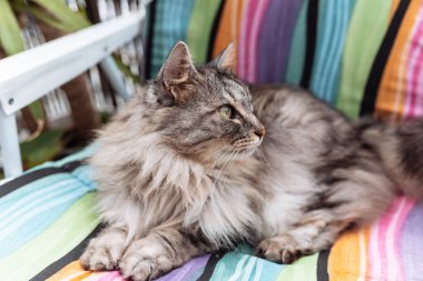 Kumsalda oturan tüylü gri kedi. Kedi koltukta dinleniyor, dinleniyor.