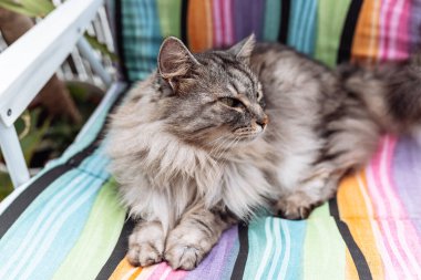 Kumsalda oturan tüylü gri kedi. Kedi koltukta dinleniyor, dinleniyor.