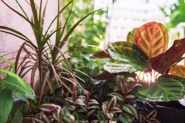 Yakın plan yapraklar güneş ışınlarında yağmur damlalarında tropik bitki kalateası. Güzel yeşil ve mor desenli tropikal bitkilerle ıslak yapraklar. Sera, balkon bahçesi