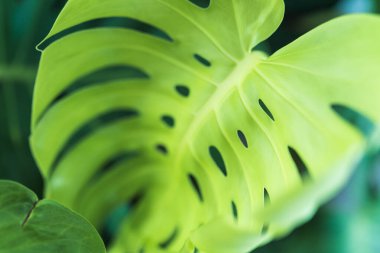 Canavar sürüngen bitki yaprağı açık yeşil doğal renklerle kaplanır. Yumuşak odaklı güneş ışığını kapat