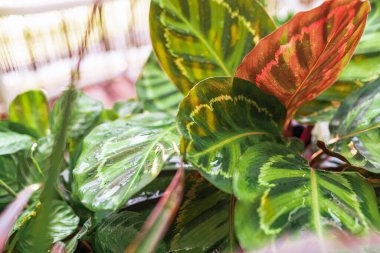 Yakın plan yapraklar güneş ışınlarında yağmur damlalarında tropik bitki kalateası. Güzel yeşil ve mor desenli tropikal bitkilerle ıslak yapraklar. Sera, balkon bahçesi