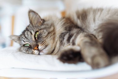 Portre uyuyan tüylü gri safkan kedi yumuşak sandalyede, yakın plan.