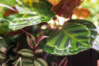 Yakın plan yapraklar güneş ışınlarında yağmur damlalarında tropik bitki kalateası. Güzel yeşil ve mor desenli tropikal bitkilerle ıslak yapraklar. Sera, balkon bahçesi