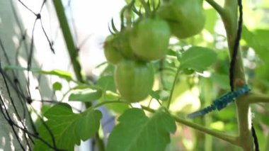 Olgunlaşmamış yeşil domatesler bir serada, güneş ışınlarının altında sebze yetiştiriyor.