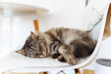 Portre uyuyan tüylü gri safkan kedi yumuşak sandalyede, yakın plan.
