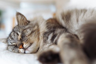 Portre uyuyan tüylü gri safkan kedi yumuşak sandalyede, yakın plan.