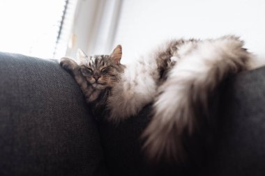Uyuyan gri tüylü büyük kedi kanepede uyur komik bir pozda, pencerenin yanında