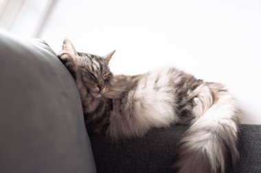 Uyuyan gri tüylü büyük kedi kanepede uyur komik bir pozda, pencerenin yanında