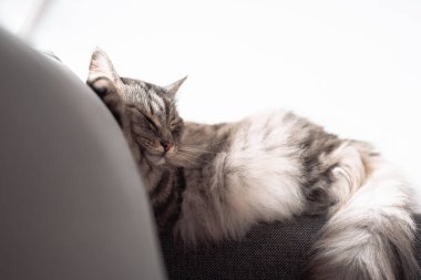 Uyuyan gri tüylü büyük kedi kanepede uyur komik bir pozda, pencerenin yanında