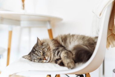 Portre uyuyan tüylü gri safkan kedi yumuşak sandalyede, yakın plan.