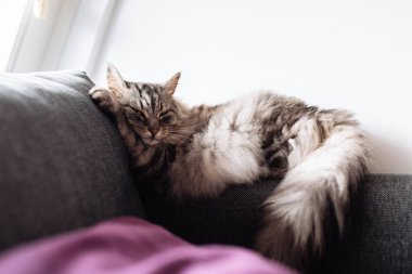 Uyuyan gri tüylü büyük kedi kanepede uyur komik bir pozda, pencerenin yanında