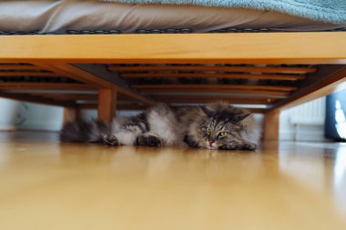 Evcil, kabarık tüylü kedi, tahta yatağın altında, yatak odasında, parke sıcak zemininde yatıyor.