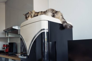 Sleepy cat resting on top of refrigerator in modern kitchen. Pet lying comfortably on fridge at home. clipart