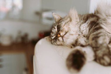 Modern mutfaktaki buzdolabının üstünde dinlenen uykucu kedi. Evcil hayvan evdeki buzdolabında rahat bir şekilde yatıyor..