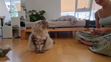 Evcil pofuduk kediyi tedavi için eğitmek. Genç bayan, ev kıyafetleri içinde, safkan evcil kedi Maine Coon 'u eğitir, yardım ile kedi sahibinin emirlerine uyar.