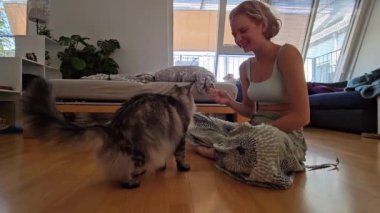 Evcil pofuduk kediyi tedavi için eğitmek. Genç bayan, ev kıyafetleri içinde, safkan evcil kedi Maine Coon 'u eğitir, yardım ile kedi sahibinin emirlerine uyar.